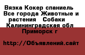 Вязка Кокер спаниель - Все города Животные и растения » Собаки   . Калининградская обл.,Приморск г.